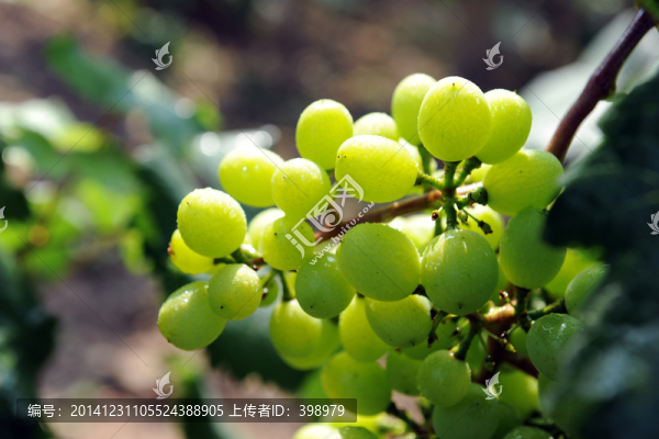 葡萄