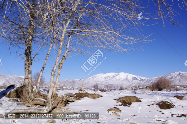 雪地上的樹(shù)