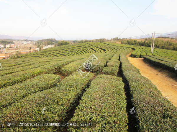 茶園