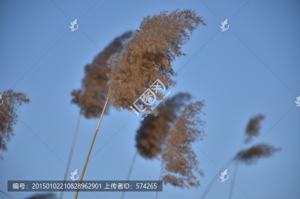 漂亮的蘆葦