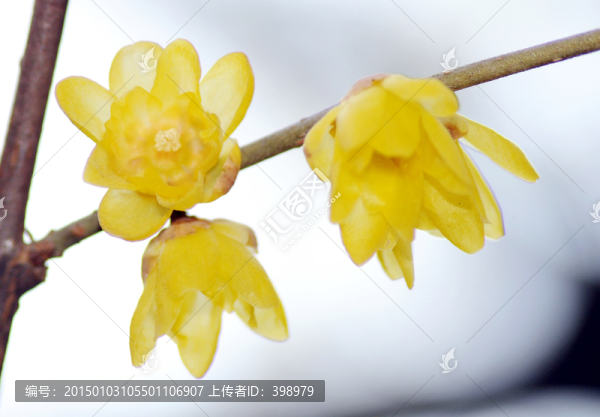 臘梅花