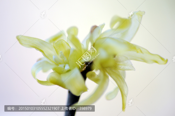 臘梅花