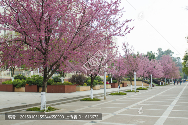 云南大學櫻花大道