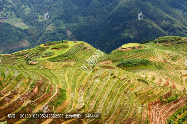 龍脊梯田