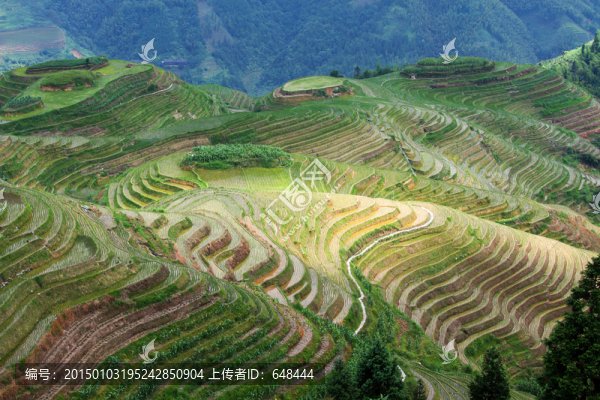 龍脊梯田