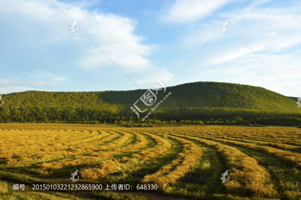 麥田