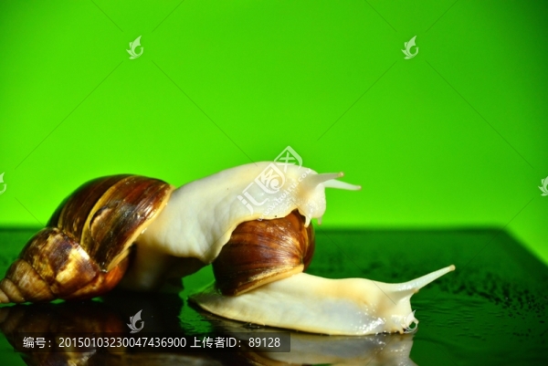 兩只嬉戲的蝸牛