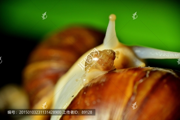 蝸牛母子