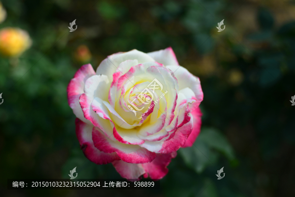 玫瑰