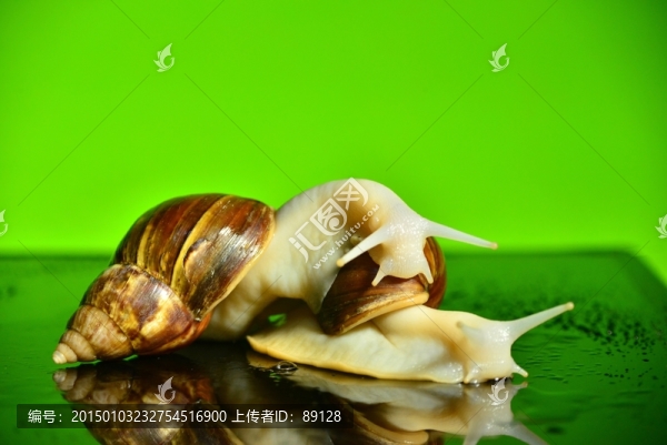兩只蝸牛