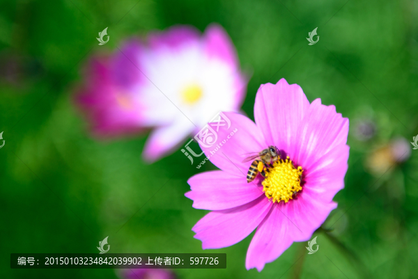蜜蜂