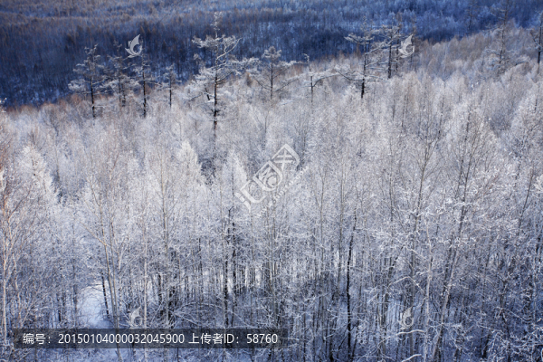 森林冰雪風(fēng)光