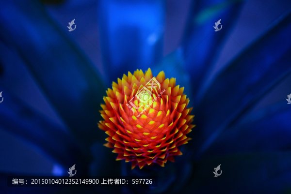 火炬鳳梨花