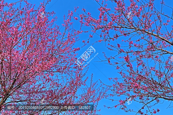 櫻花