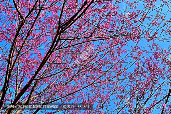 櫻花