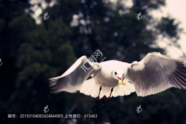 海鷗