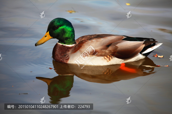 靜靜的等待