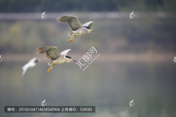 成對夜鷺,飛翔,鳥
