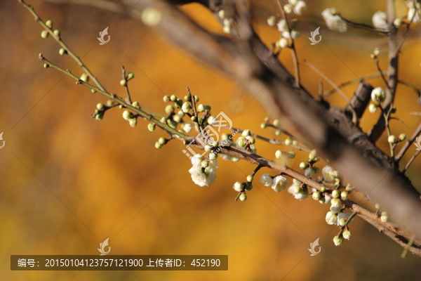 枝條搖曳的臘梅