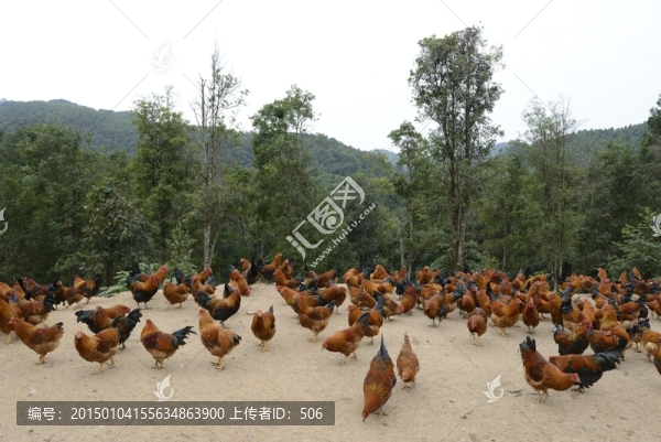 養(yǎng)雞