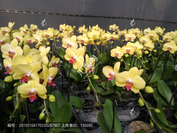 溫室的花朵