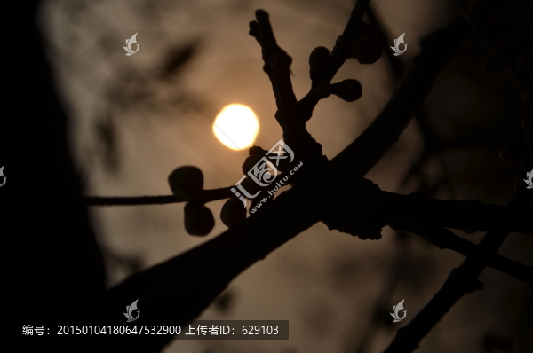 臘梅