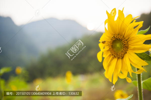 向日葵
