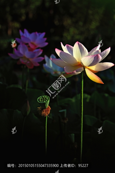 荷花,蓮花