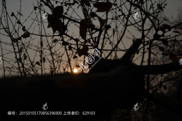 臘梅