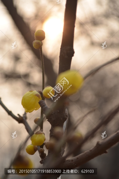 臘梅
