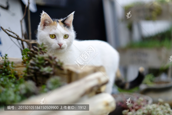 貓