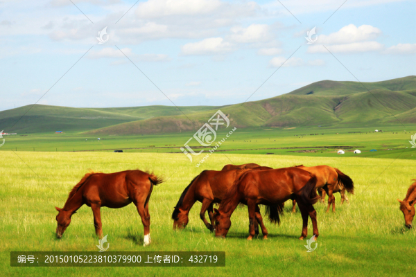 夏季草原馬群,蒙古包