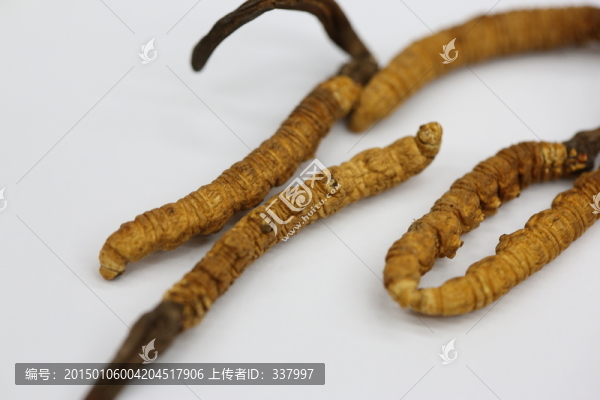 貴重中藥冬蟲夏草