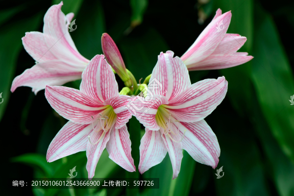 朱頂紅