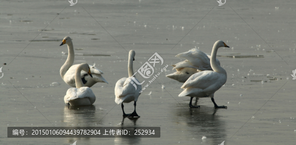 白天鵝