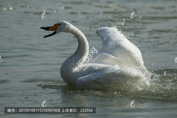 白天鵝