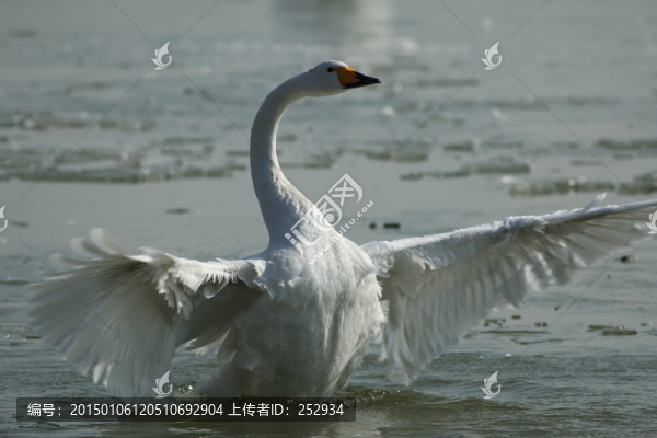 白天鵝