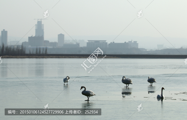 天鵝湖