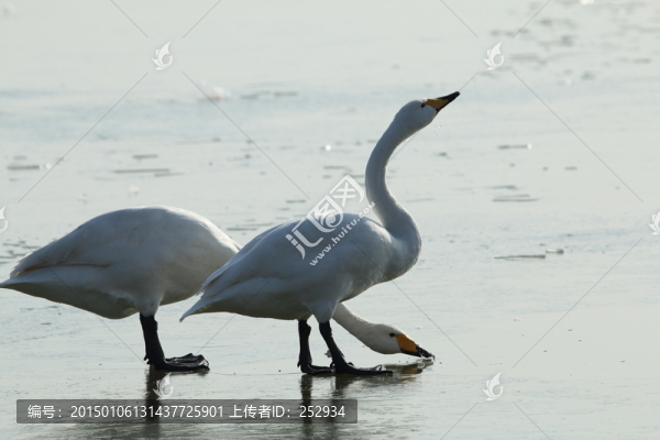 白天鵝