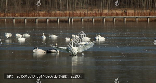天鵝湖
