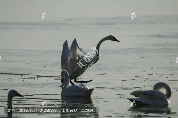 天鵝