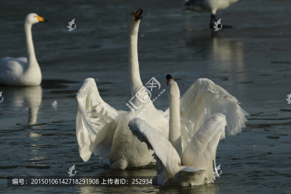 起舞