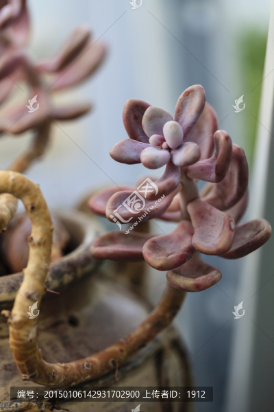 多肉植物