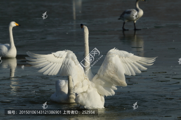 起舞