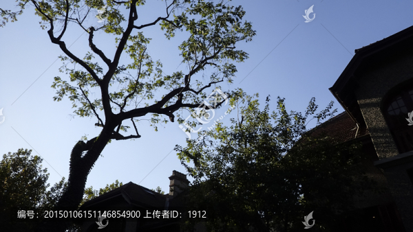 香樟樹