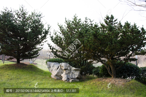 松樹,石頭