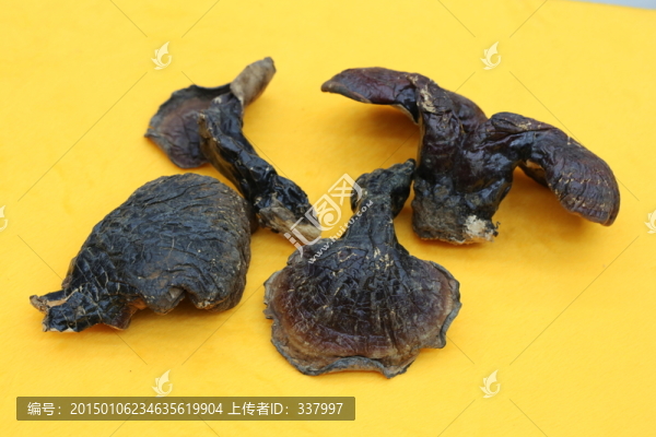 貴重中藥靈芝