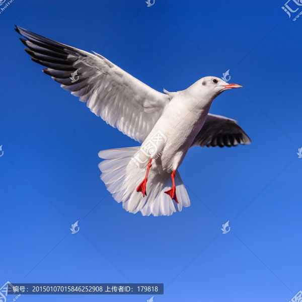 昆明紅嘴鷗