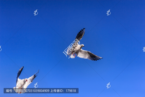 昆明紅嘴鷗
