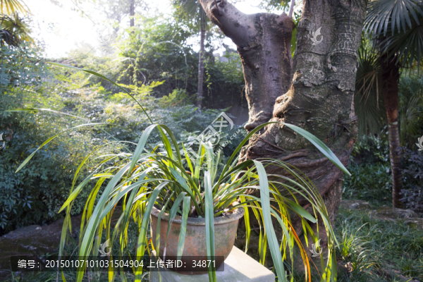 蘭花盆景